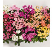 Левізія - Lewisia cotyledon