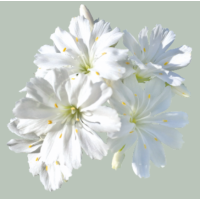 Левизия Elise: White