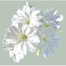 Левизия Elise: White