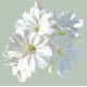Левизия Elise: White