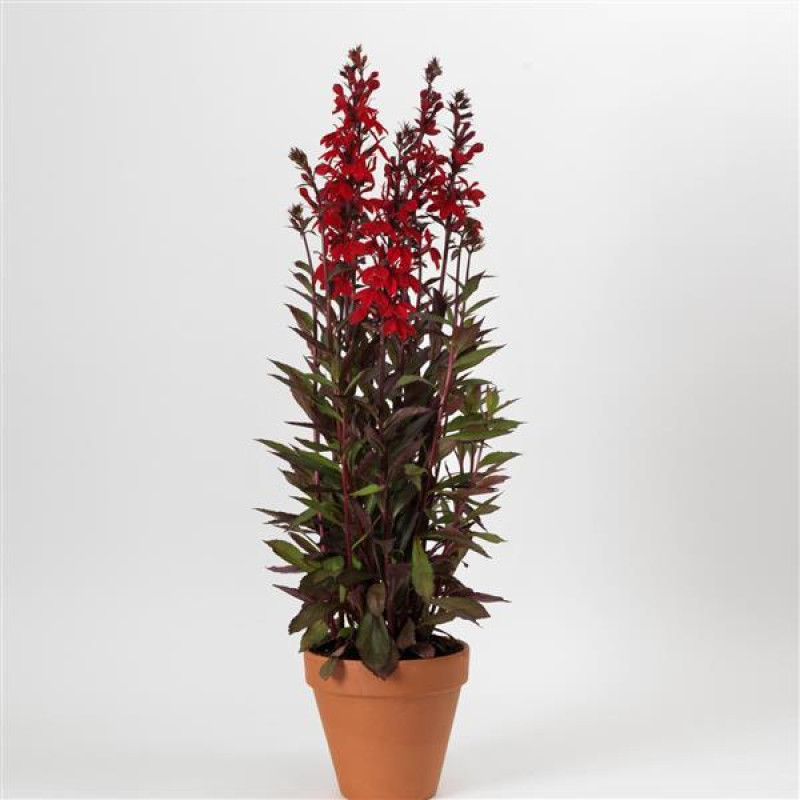 Лобелія гарна STARSHIP F1 scarlet bronze leaf, 25 шт, PanAmerican