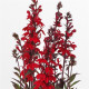 Лобелія гарна STARSHIP F1 scarlet bronze leaf, 25 шт, PanAmerican