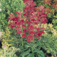 Лобелія гарна Fan®: Burgundy, 500 шт, Benary