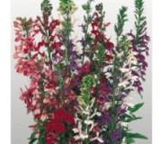 Лобелія прекрасна - Lobelia speciosa