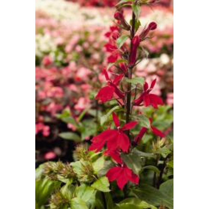 Лобелія гарна Fan®: Scarlet, 250 шт, Benary