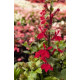 Лобелія гарна Fan®: Scarlet, 250 шт, Benary