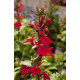 Лобелія гарна Fan®: Scarlet, 250 шт, Benary