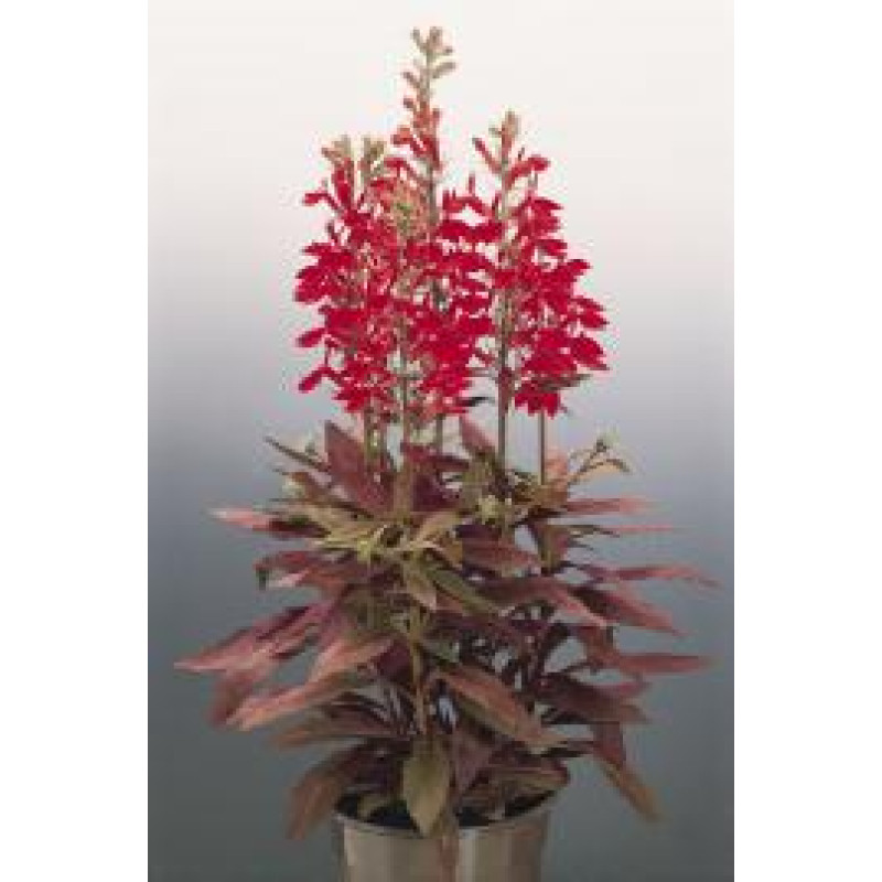 Лобелія гарна Fan®: Scarlet, 250 шт, Benary