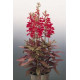 Лобелія гарна Fan®: Scarlet, 250 шт, Benary