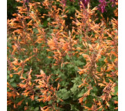 Лофант - Agastache aurantiaca