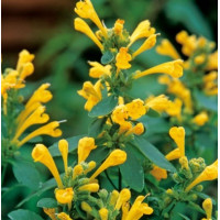 Лофант Arizona Sun, 10 шт, Takii seed