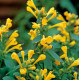 Лофант Arizona Sun, 250 шт, Takii seed