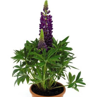 Люпин Lupini Blue Shades, 50 шт, Benary