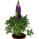 Люпин Lupini Blue Shades, 10 шт, Benary