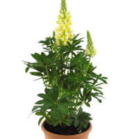Люпин Lupini Yellow Shades, 10 шт, Benary