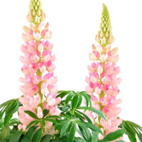 Люпин Lupini Pink Shades