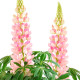 Люпин Lupini Pink Shades
