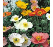 Мак - Papaver