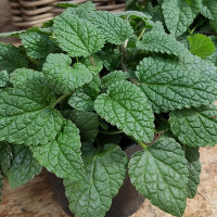 Меліса лікарська Mandarina, 10 шт, Hem Genetics