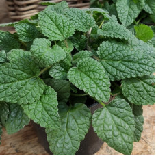Меліса лікарська Mandarina, 10 шт, Hem Genetics