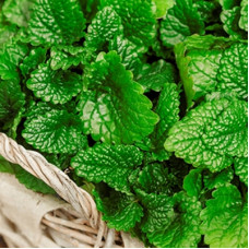Меліса лікарська Limoncello, 10 шт, Hem Genetics