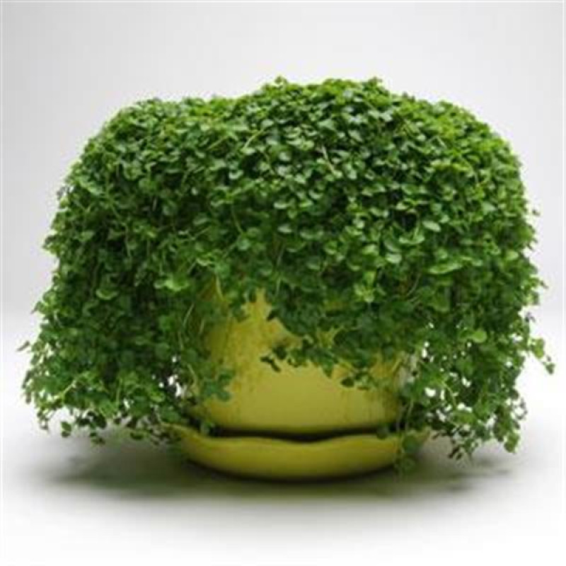 М'ята декоративна Mini Mint, 5 шт, PanAmerican