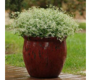 Молочай - Euphorbia graminea
