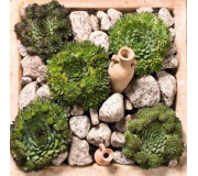 Молодило - Sempervivum