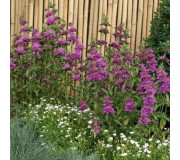 Монарда - Monarda