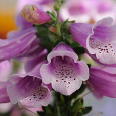 Наперстянка пурпурн, DALMATIAN ROSE