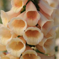 Наперстянка пурпурн, DALMATIAN PEACH