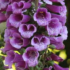 Наперстянка пурпурна, DALMATIAN PURPLE, 5 шт, PanAmerican