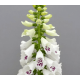 Наперстянка пурпурна Dottie White 25 шт, Floranova