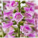 Наперстянка пурпурна Dottie Warm Rose 100 шт, Floranova