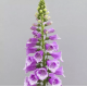 Наперстянка пурпурна Dottie Purple 25 шт, Floranova