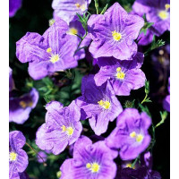 Нирембергия ROBE PURPLE