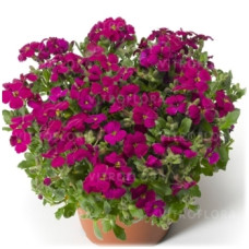  Обрієта гібр - Audrey™ Red, 1000 шт, Syngenta 
