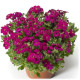 Обрієта гібр - Audrey™ Red, 25 шт, Syngenta