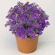 Обрієта гібр, Audrey™ Purple Shades, 100 шт, Syngenta