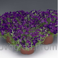 Обрієта гібр, Audrey™ Blue Shades, 25 шт, Syngenta 