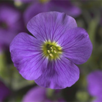  Обрієта гібр, Audrey™ Light Blue, 100 шт, Syngenta 
