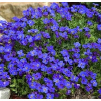 Обрієта гібр, Cascade blue, 0,1 г, Hem Zaden