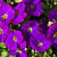 Обрієта гібр, Cascade purple, 2,5 г, Hem Zaden