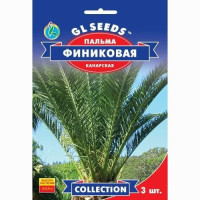  Пальма Фінікова Канарська, 3 шт, GL SEEDS