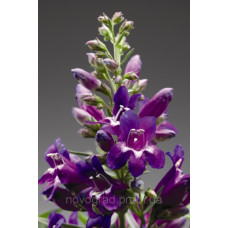 Пенстемон Pinacolada Violet Shades