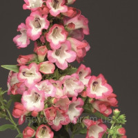 Пенстемон Хартвига F1 Arabesque™ Pink