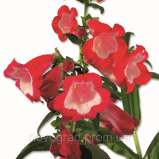 Пенстемон Хартвига F1 Arabesque™ Red