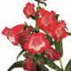 Пенстемон Хартвига F1 Arabesque™ Red