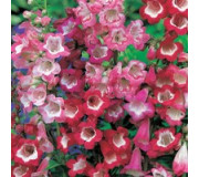 Пенстемон  - Penstemon