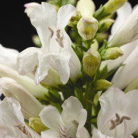 Пенстемон Pinacolada White
